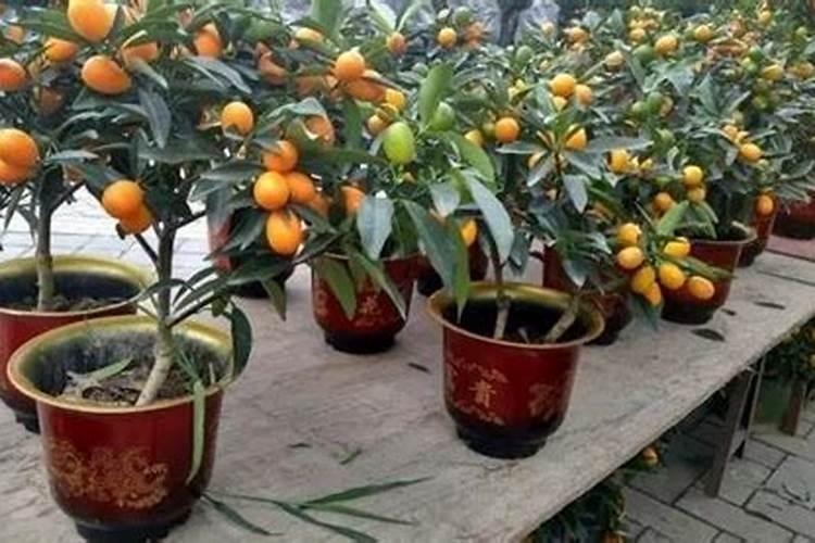 高氮水溶肥有什么效果