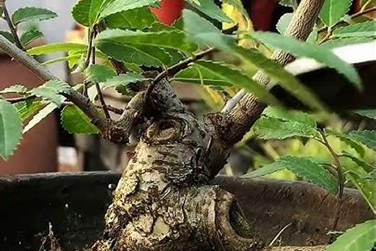 树木长粗用什么肥料？
