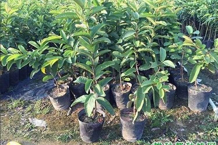 番石榴幼苗可以施肥吗？施什么肥？