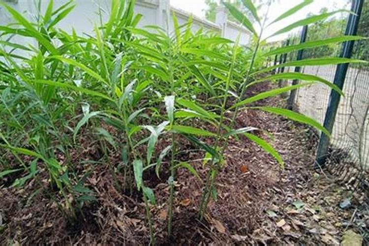 生姜怎样施肥产量高 生姜高产的施肥方法