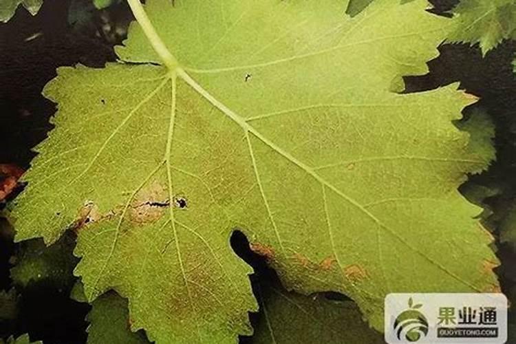 赤霉素:芸苔素:磷酸二氢钾:钙镁硼锌铁等叶面肥能在西瓜上混用吗？