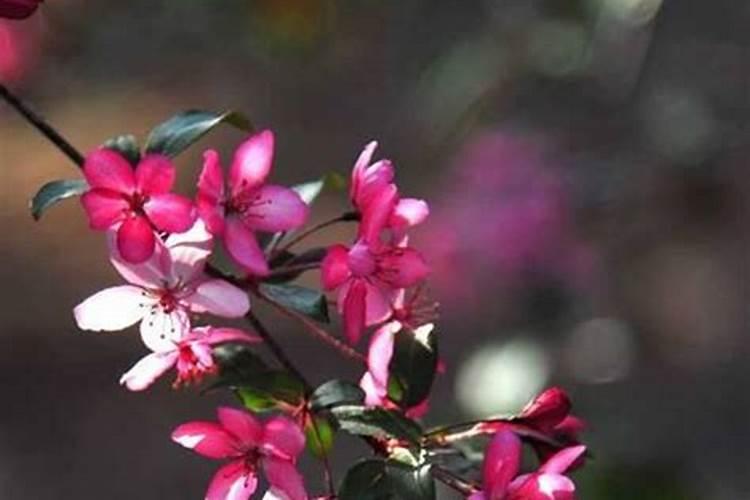 海棠花要怎样施肥？