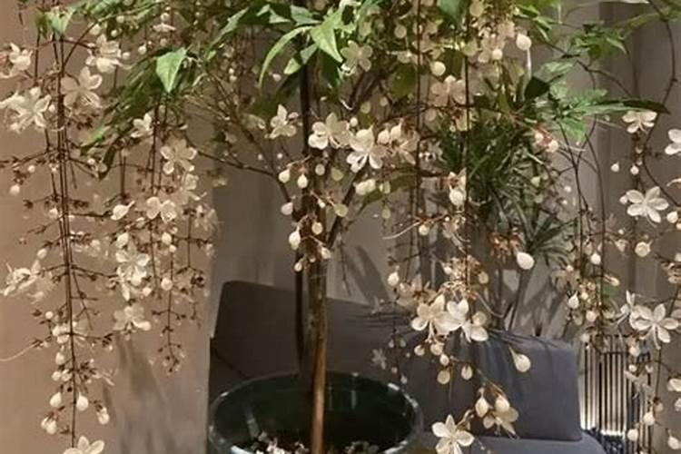 盆栽花怎样用钾肥(钾肥浇花)