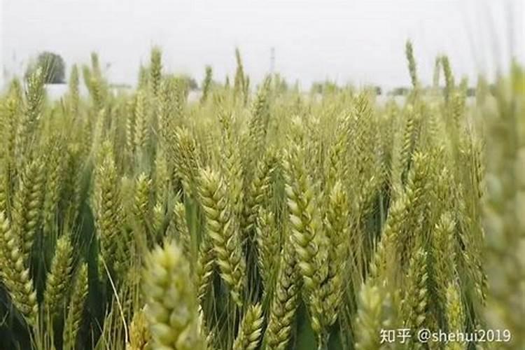 芸苔素对小麦起什么作用