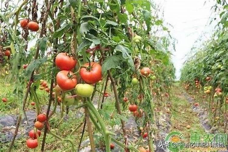 番茄施肥过多发生肥害,该如何解决呢？