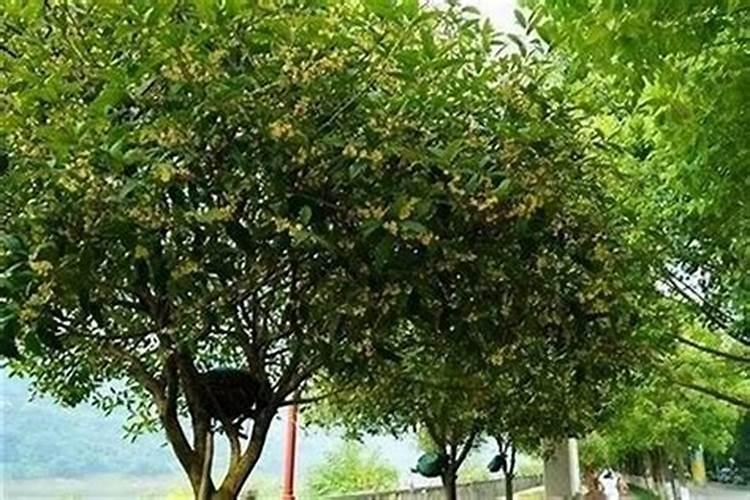 草木灰为什么不能和磷肥混合使用