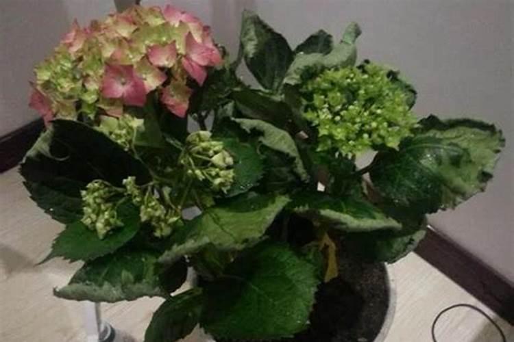 买回来的花卉几天可以喷叶面肥