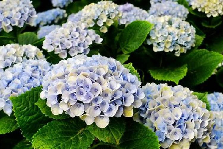 冬天可以给花喷洒叶面肥吗