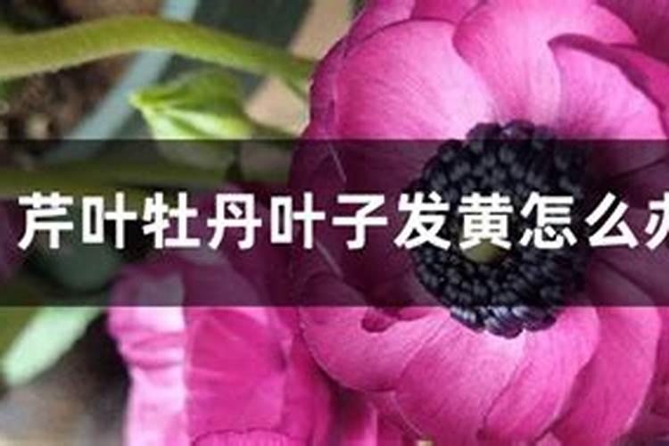 草木灰能当肥料用吗