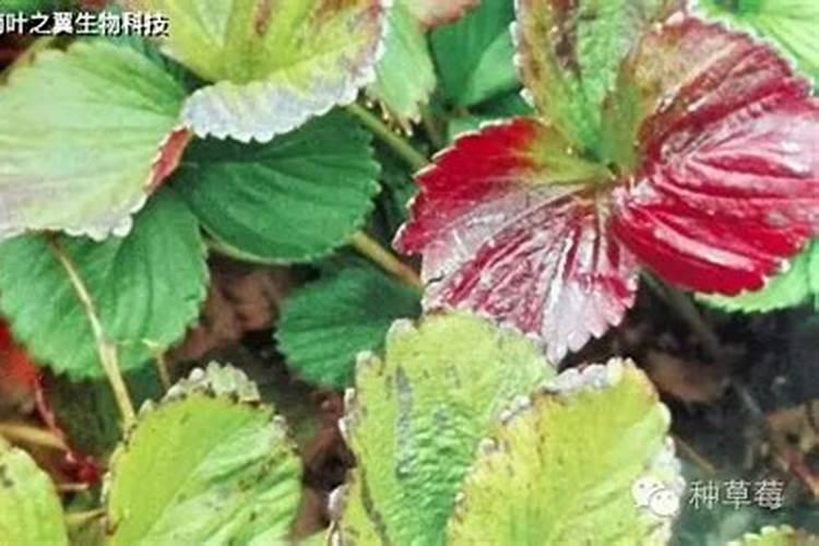 养花土壤调酸最好方法  腐植酸能调偏酸土壤吗
