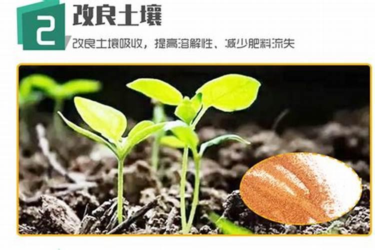 大蒜施肥的正确方法