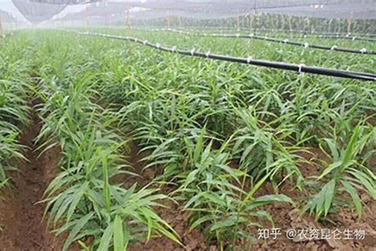 叶面肥钙和硼能混合使用吗