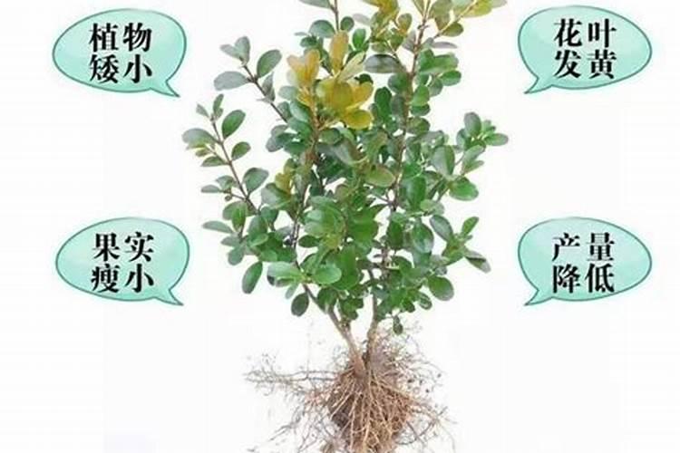 种花用什么钾肥