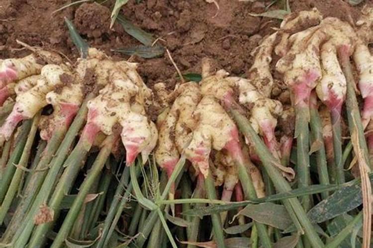 种植生姜该施什么肥料