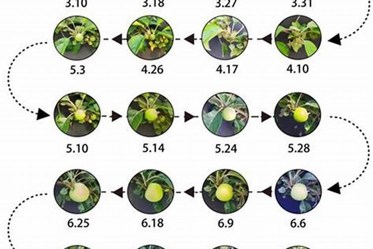 栀子花花苞期怎么施肥,栀子花花苞期怎么施肥呢