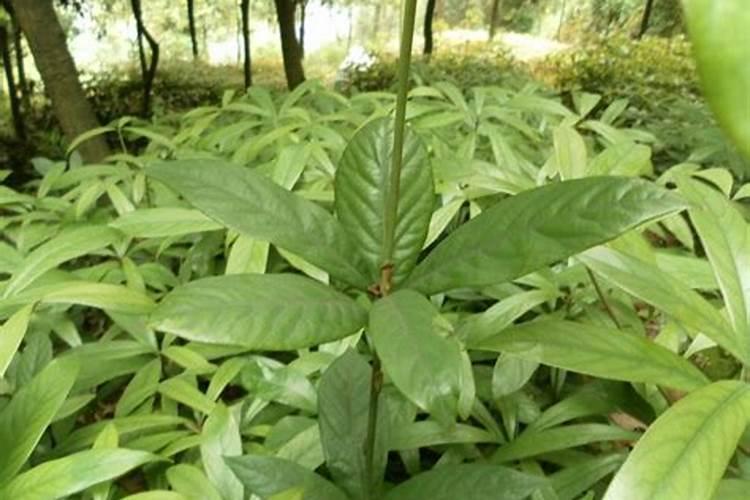 粟(谷子)条点病防治方法