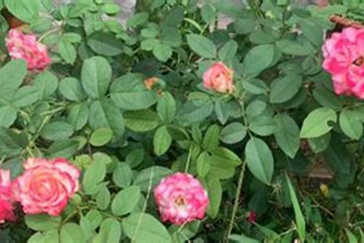 阳台爬藤月季种植技巧