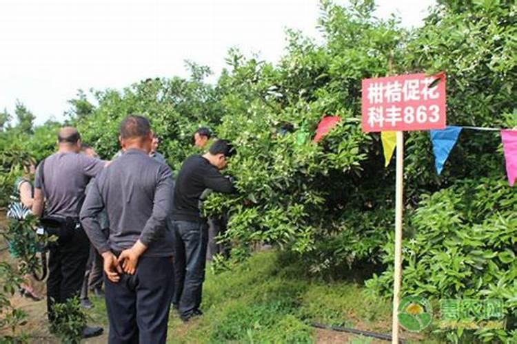 水溶性肥料市场研究报告