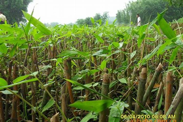 麻竹用什么肥料好怎么施？