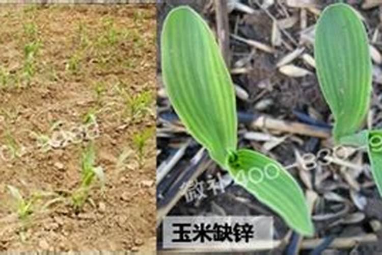 锌肥叶面喷施注意事项