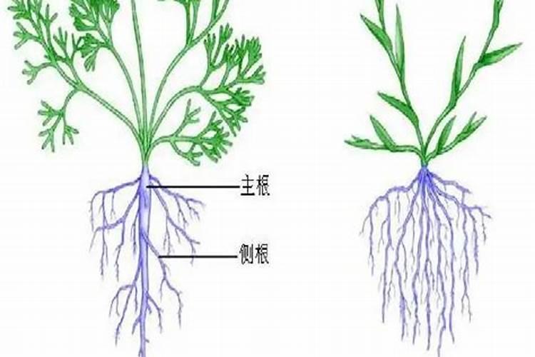 什么是叶面肥料 叶面肥料的作用原理是什么