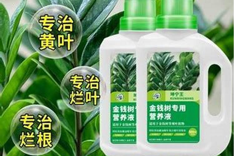 桂花树如何浇水和施肥
