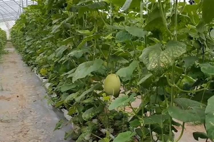 香蕉用什么肥料能快速生长 施肥技巧有哪些