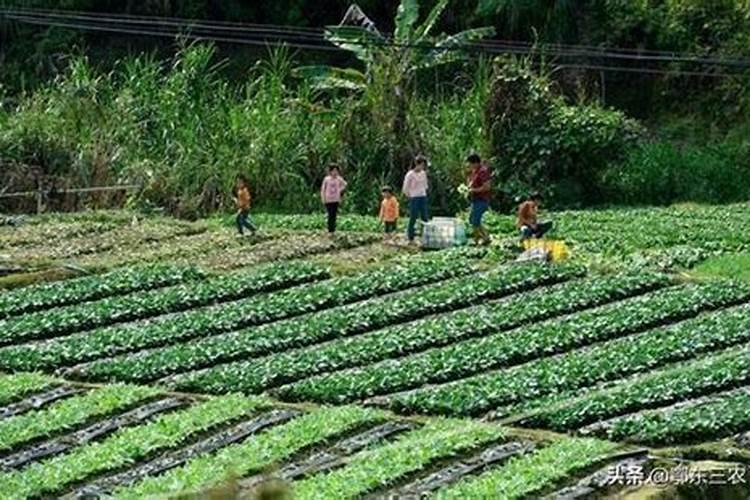 红薯苗育苗放什么肥料？