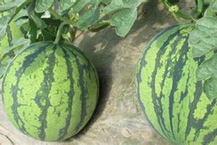 黄瓜栽培可施用的锌肥有哪些？