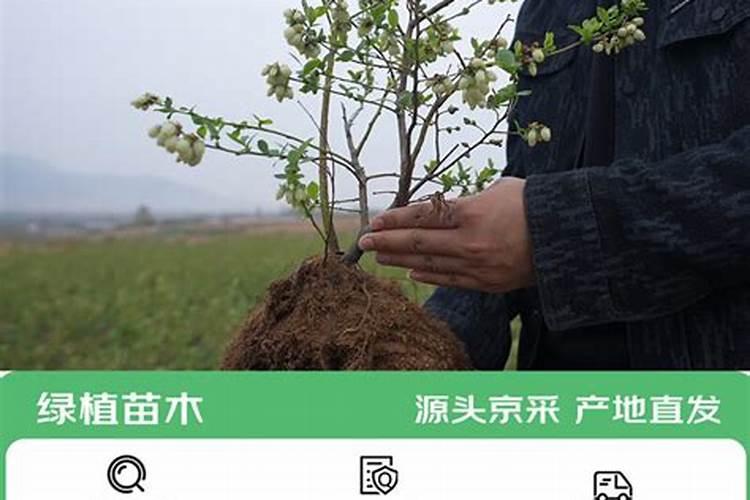 水稻孕穗期施肥用什么肥料
