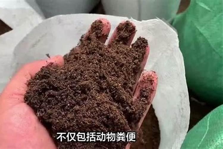 水栀子的栽培技术