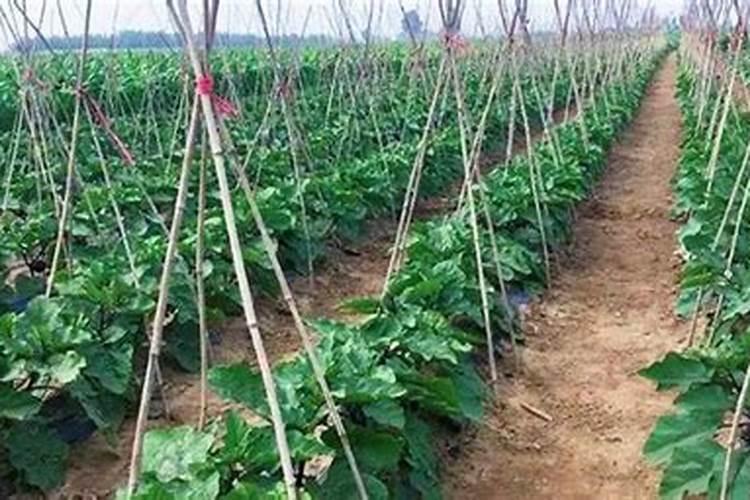 种茄子用什么肥料最好
