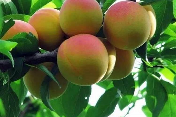 这蔬菜的钙质比牛奶多2倍,还能燃脂、抗发炎、防便秘