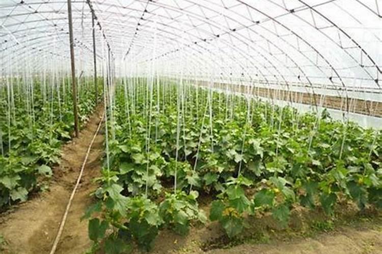 君子兰施肥用什么肥料好 如何施肥