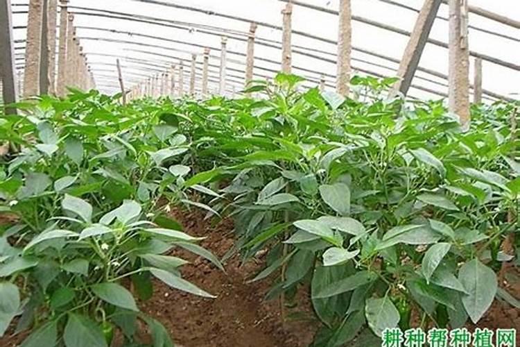 大棚里怎样种植菜椒？