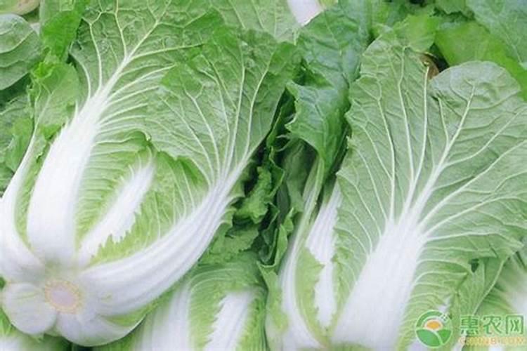 那些蔬菜可以用叶面肥
