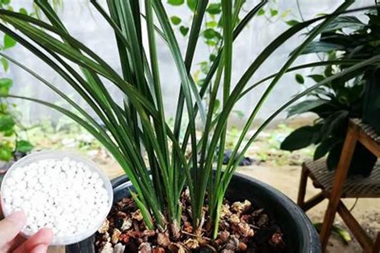 魔肥的作用及功能