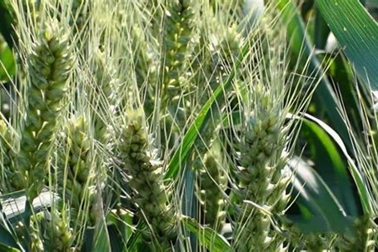 芒果皮可以做肥料养花吗