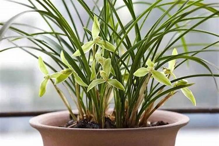 紫云英种植时间和收获时间
