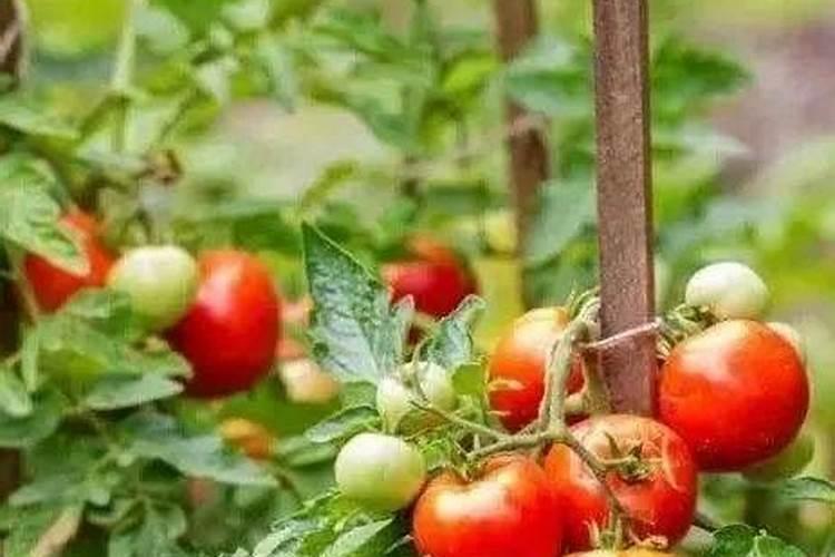 西红柿多久施一次肥好了