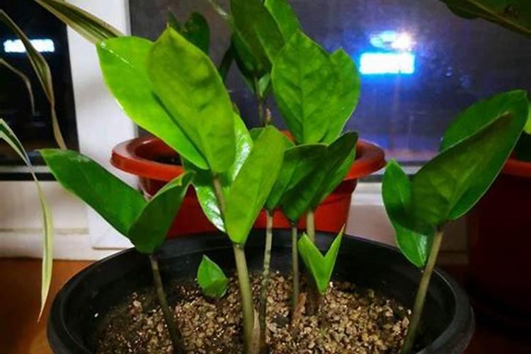 叶片发黄是缺什么肥料