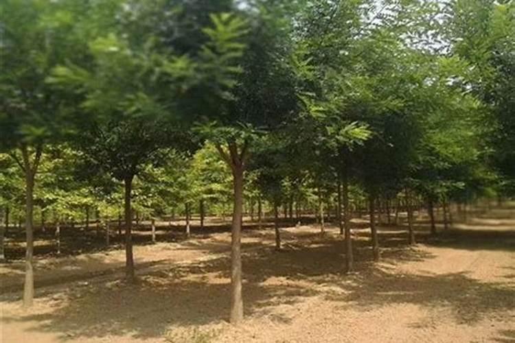 草莓大量繁殖的方式是扦插 草莓可以用扦插方式繁殖的吗 草莓是用什么方...