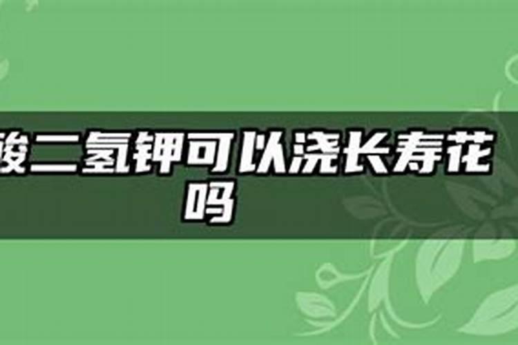 长寿花怎样施磷酸二氢钾