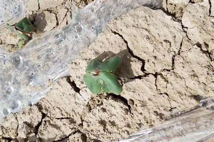 苹果树施肥用什么肥好