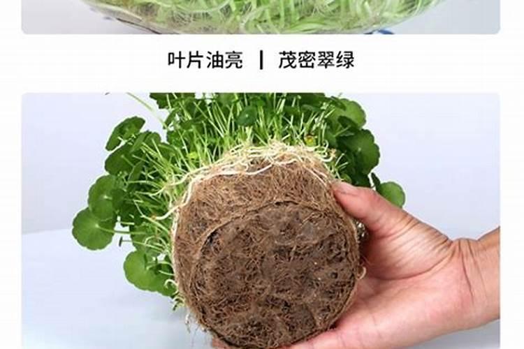 水培铜钱草水里要放什么肥料