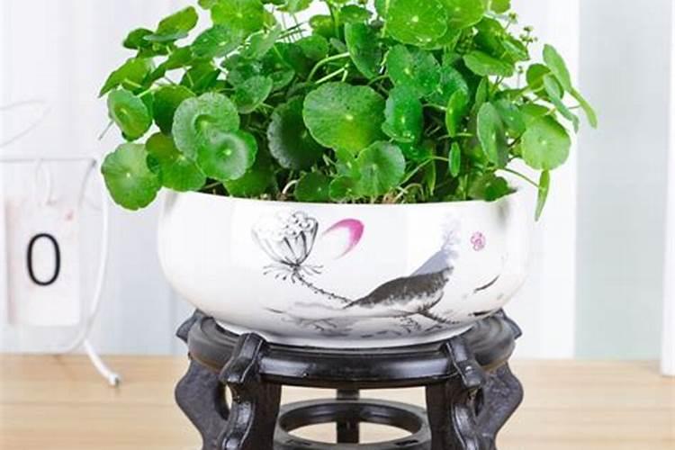 金钱草施肥方法,用什么肥好