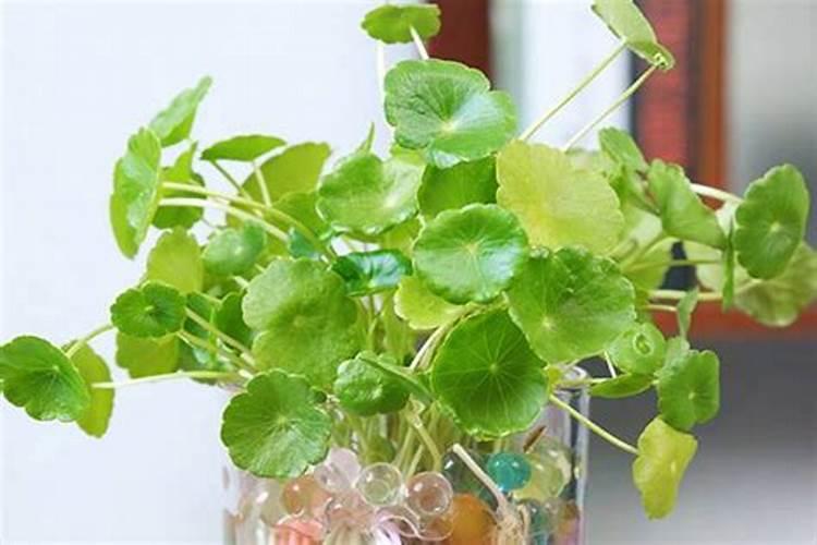 金钱草施肥方法,用什么肥好