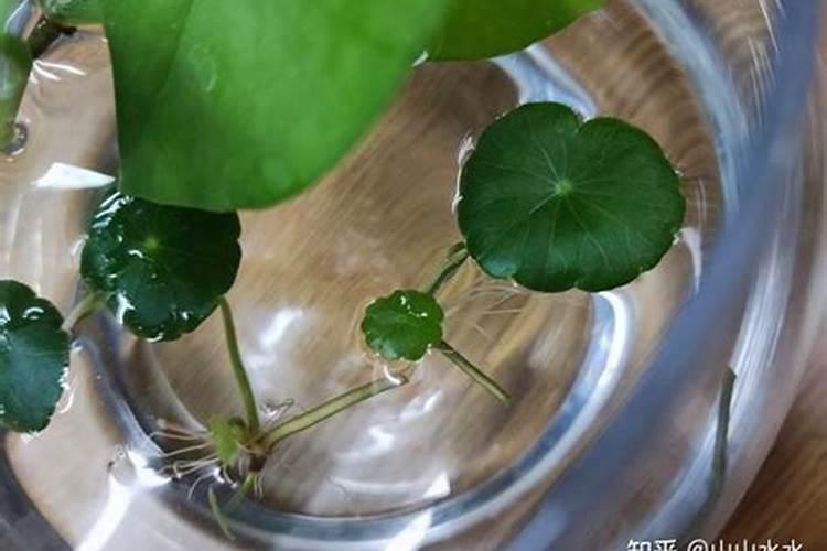水培铜钱草水里要放什么肥料