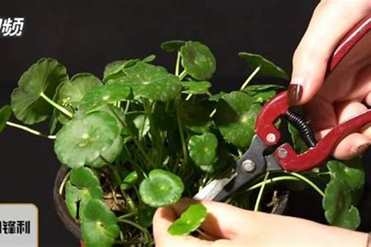 金钱草水培怎么养