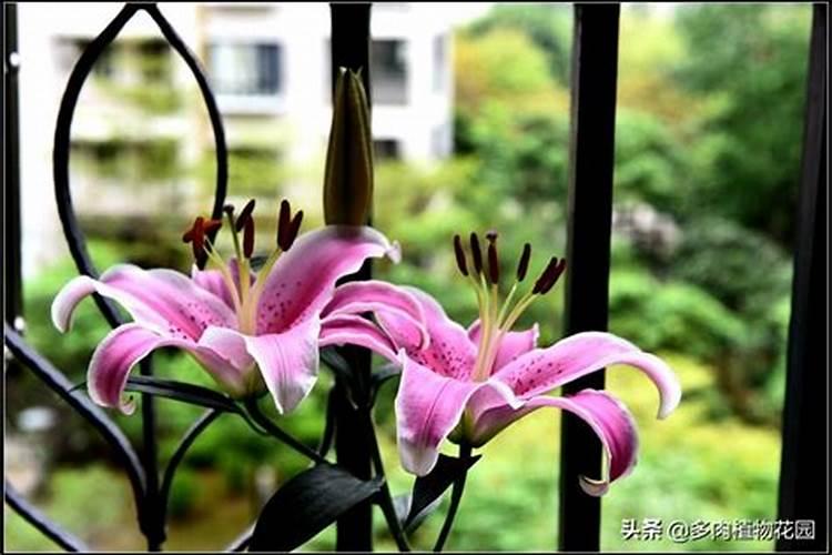 花生硼肥啥时候打好